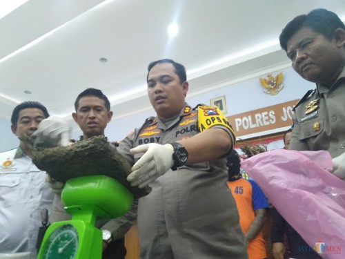(tengah) Kapolres Jombang AKBP Boby Pa'ludin Tambunan menimbang barang bukti ganja kering seberat setengah kilogram yang disita dari pelaku. (Foto : Adi Rosul / JombangTIMES)