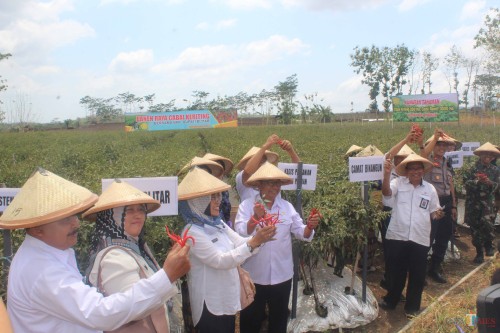 Bupati Blitar Rijanto memimpin panen raya cabai keriting di Dusun Tambakrejo, Desa Ngadri, Kecamatan Binangun (Foto: Aunur Rofiq/ BlitarTIMES)