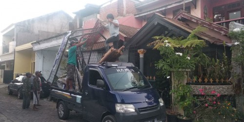 Suasana saat pembongkaran kanopi rumah Clara Gopa yang viral di medsos (ist)