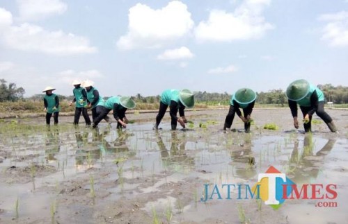 Banyak Alih Fungsi, Lahan Sawah di Kota Malang Makin Menipis