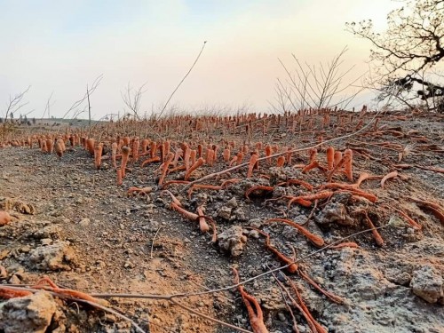 Dampak angin kencang wortel rusak di Desa Sumber Brantas. (Foto: istimewa)