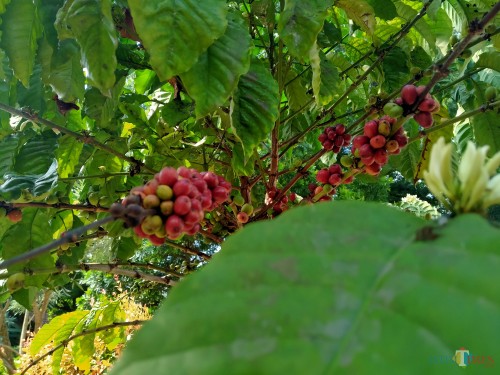 Buah kopi di TPU Sukun Nasrani yang begitu lebat(Anggara Sudiongko/MalangTIMES)