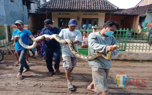 Penemuan Ular Sanca Sepanjang 4 Meter Gegerkan Warga Terjadi Saat