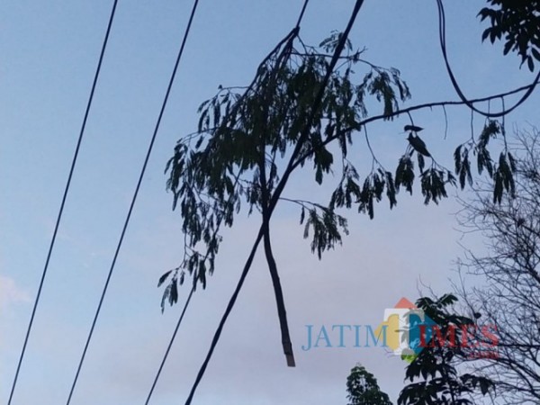 Ramai Keluhan Listrik Padam Di Wilayah Sendang Pln Tuding Pohon Ini