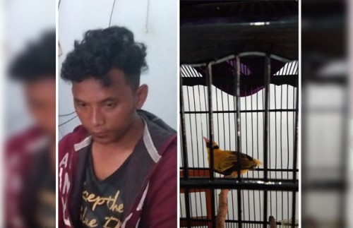 Yoga Herlambang, tersangka pencurian, dan barang bukti seekor burung diamankan polisi.(Foto : Istimewa)