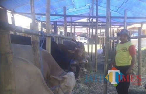Peternak sapi di salah satu wilayah dan sentra sapi di Kabupaten Malang (Dok MalangTIMES)