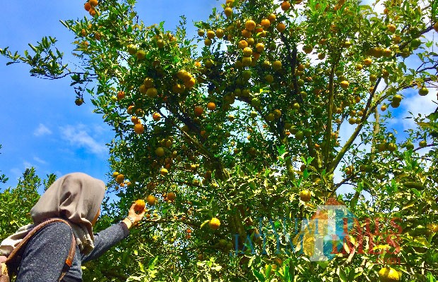 Wisatawan saat memetik jeruk di Balijestro. (Foto: Irsya Richa/MalangTIMES)