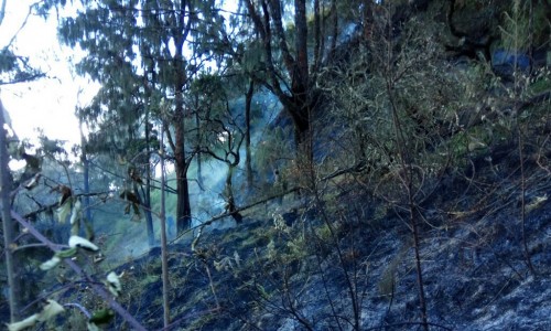 Kondisi kebakaran hutan di Gunung Arjuna yang berhasil padam, Senin (29/7/2019). (Foto: istimewa)