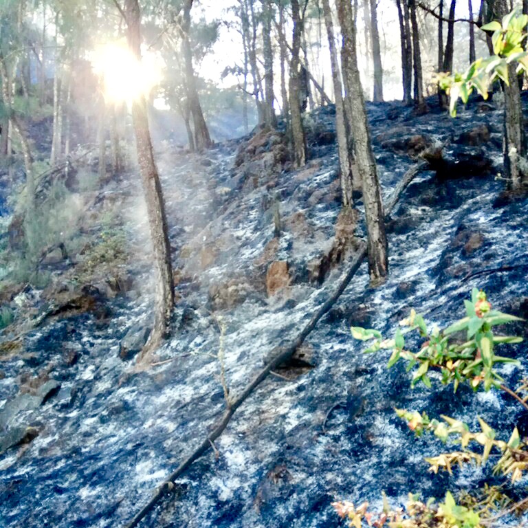 Kondisi hutan Gunung Arjuna usai dipadamkan, Senin (28/7/2019). (Foto: istimewa)