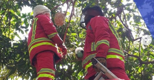 Petugas saat melakuakan evakuasi sarang lebah (Damkar Kota Malang)