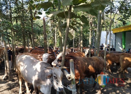 Ratusan ekor sapi ikut apel ternak. (eko Arif s /JatimTimes)