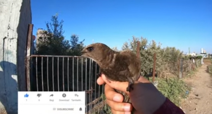 Penampakan fisik burung Ababil dalam vlig channel youtube Muhammad Husein Gaza.