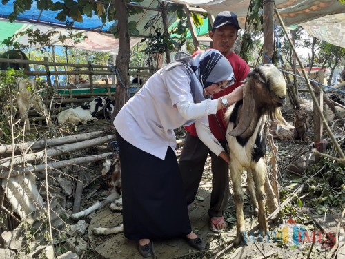 Tim Kesehatan Dinas Pertanian dan Ketahanan Pangan Kota Malang saat melakukan pemeriksaan terhadap hewan ternak. (Arifina Cahyanti Firdausi/MalangTIMES)
