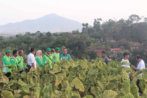 Petani tembakau Kabupaten Blitar saat melihat dan mendapat paparan pengelolaan tembakau varietas lokal Sumedang. (Foto : Aunur Rofiq/BlitarTIMES)
