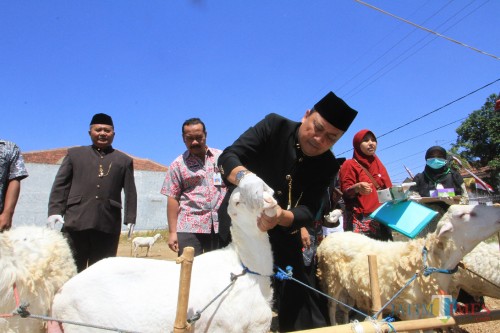 Wakil Wali Kota Probolinggo HMS Subri melihat gigi kambing kurban saat sidak di pedagang hewan kurban musiman (Agus Salam/Jatim TIMES)