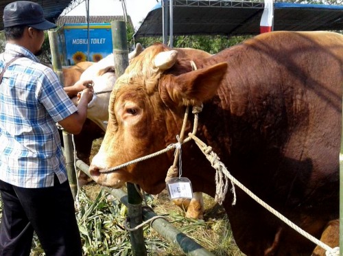 Jelang Idul Adha di Kabupaten Malang, tidak ditemukan hewan terkena penyakit berbahaya (dok MalangTIMES)