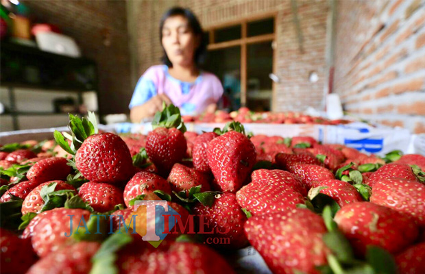 Stoberi di di Dusun Pandan, Desa Pandanrejo, Kecamatan Bumiaji. (Foto: Irsya Richa/MalangTIMES)