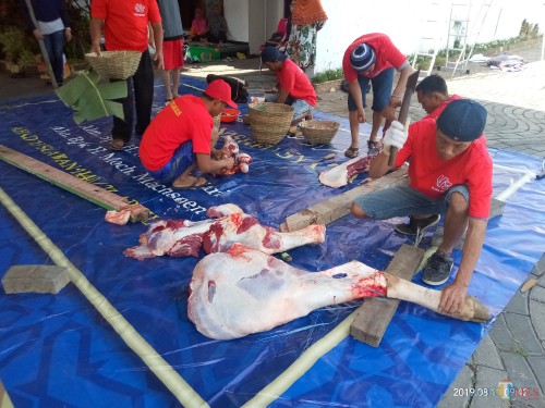 Jamaah Masjid Al Ghufron dan PT CAS Sembelih Dua Sapi dan 10 Kambing
