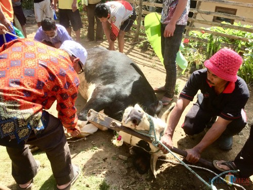 Sapi yang telah menjalani prosesi pengalungan bunga kantil siap digambar dan disembelih. (Foto: Irsya Richa/MalangTIMES)