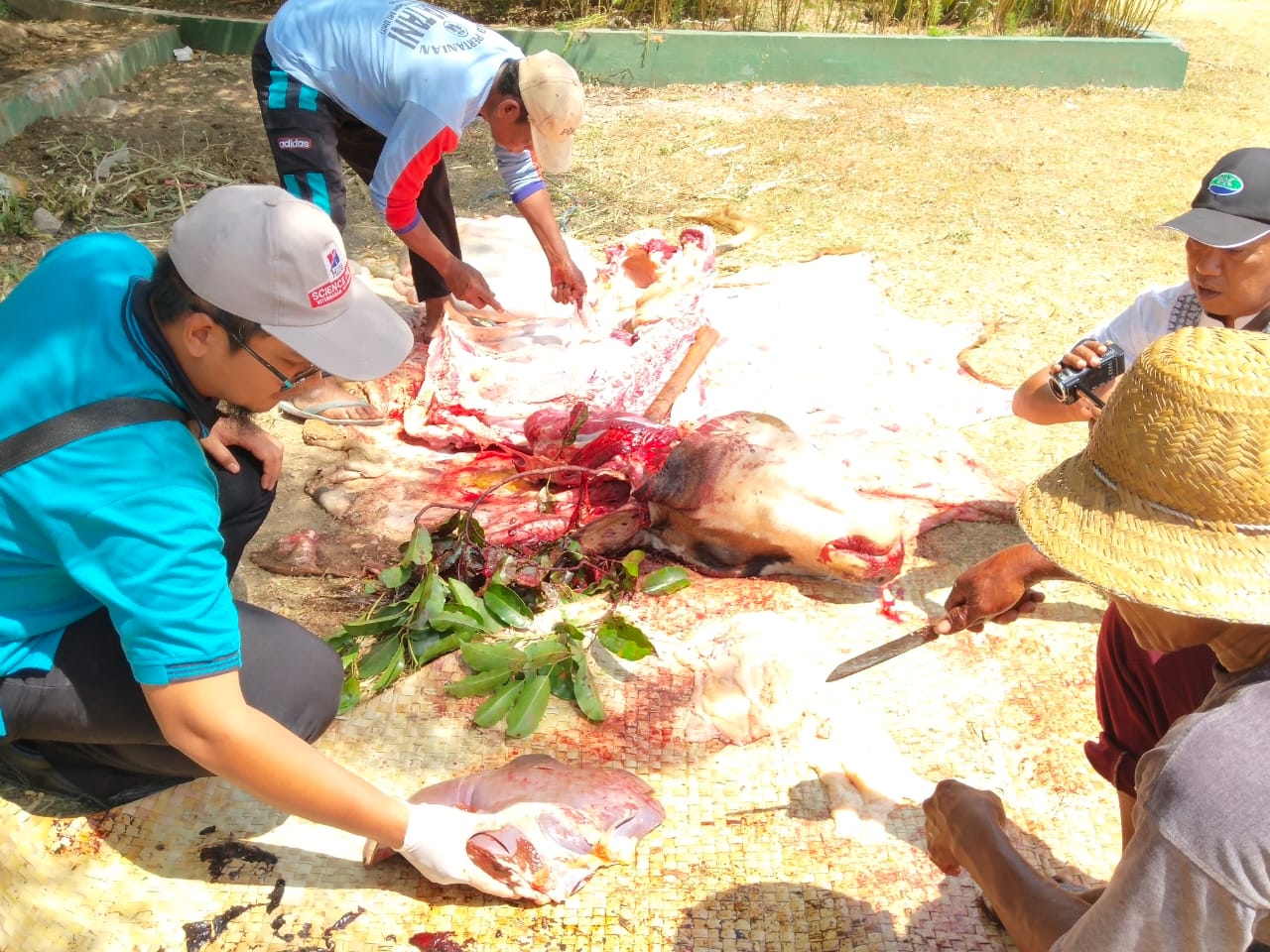 drh M. Zaki Mubarak saat periksa hati sapi yang terkena penyakit cacing (Foto Sony Haryono Situbondo/TIMES)