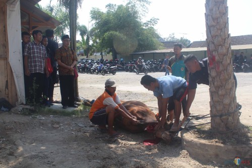 Penyembelihan hewan kurban di kampus 1 Unisba Blitar.(Foto : Aunur Rofiq/BlitarTIMES)