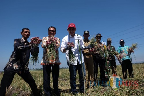 Kepala BI Kediri Musni Hardi bersama Bupati Nganjuk saat memanen bawang merah. (eko Arif s /JatimTimes)