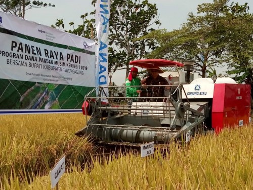 Bupati Tulungagung Maryoto Birowo mengendarai mesin panen dalam panen raya di Desa Pakisrejo. (foto : dok Humas)