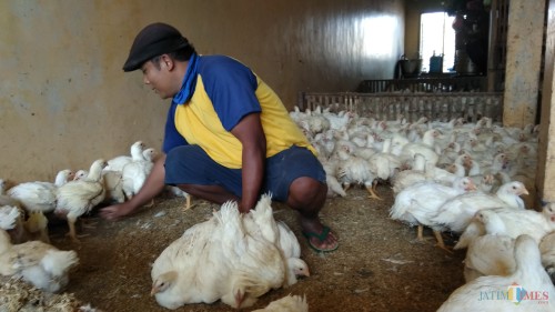 Pegawai UD Barokah di sentra ayam ras Kebalen Wetan, Kota Malang tengah melayani pembeli. (Foto: Nurlayla Ratri/MalangTIMES)