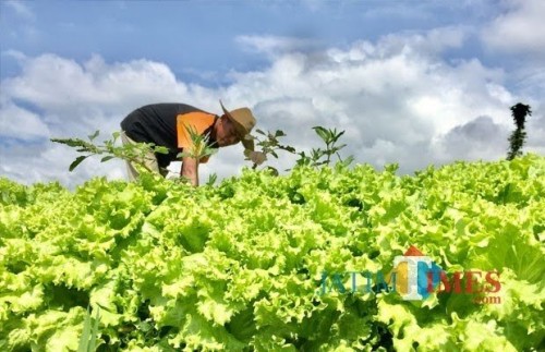 Petani saat membersihkan rumput di sekitar sayur andewi di Kelurahan Temas, Kecamatan Batu. (Foto: Irsya Richa/MalangTIMES)