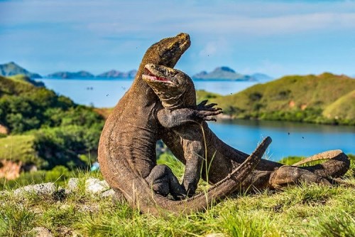 Pulau komodo. (Foto: istimewa)