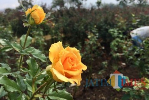 Bunga mawar yang ditanam di Desa Gunungsari, Kecamatan Bumiaji. (Foto: Irsya Richa/MalangTIMES)