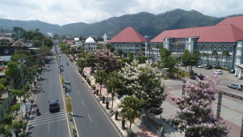 Keindahan pohon tabebuya di Taman Balai Kota Among Tani, jalan Panglima Sudirman, Desa Pesanggrahan, Kecamatan Batu.