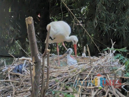 Induk White Stork bersama anaknya Kajtiek di Eco Green Park, Jumat (29/11/2019).