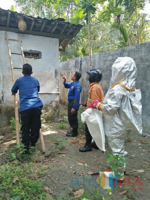 Tim Damkar Kab Blitar mengevakuasi sarang tawon vespa