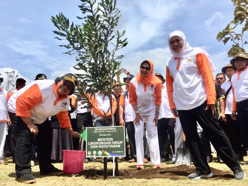 (Dari kiri) Menteri Lingkungan Hidup dan Kehutanan Siti Nurbaya, Gubernur Jatim Khofifah Indar Parawansa, Wali Kota Batu Dewanti Rumpoko saat menanam di pohon makadima di jalur lintas barat (Jalibar) Desa Oro-oro Ombo, Kecamatan Batu, Kamis (5/12/2019). (Foto: Irsya Ri