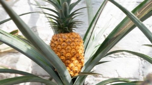 Nanas belgian harganya 1.000 pound sterling atau sekitar Rp 18,4juta per buah. (Foto: istimewa)
