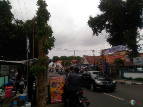 Salah satu tanaman Klampok Darsono yang ditanam DLH Lumajang (Foto : Moch. R. Abdul Fatah / Jatim TIMES)