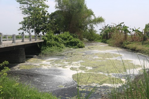 Kondisi sungai Avur Budug Kesambi di Desa Pojokrejo, Kecamatan Kesamben, Jombang. (istimewa)