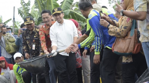 Wakil Gubernur Jawa Timur Emil Elestianto Dardak angkat udang dari tambak.