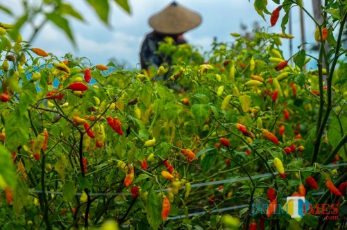 Pertanian cabai rawit beberapa mengalami busuk buah di Kota Batu.