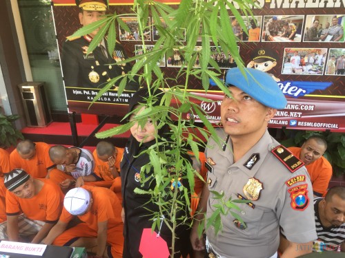 Barang bukti tanaman ganja yang disita polisi dari tangan tersangka M Kosim (Foto : Ashaq Lupito / MalangTIMES)