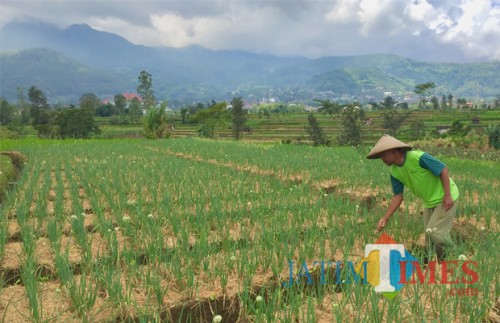 Persawahan di Kota Batu. (Foto: Irsya Richa/MalangTIMES)