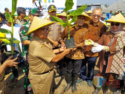 Bupati Blitar Rijanto memimpin penanaman pisang cavendis.(Foto : Malik Naharul/BlitarTIMES)