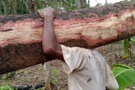 Pembalakan liar hutan lindung di Malang Selatan semakin memprihatinkan setiap tahun. (Profauna/Ist)