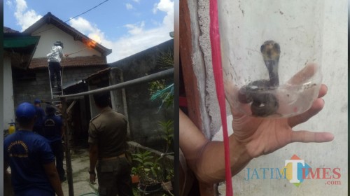 Pemusnahan sarang tawon vespa dan ular cobra yang berhasil ditangkap tim Damkar Satpol PP Tulungagung / Foto : Anang Basso / Tulungagung TIMES