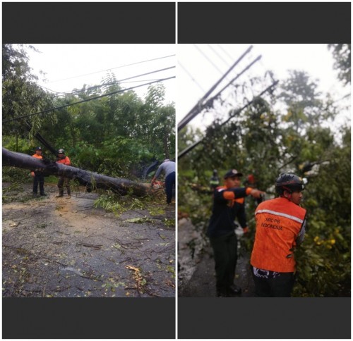 Petugas mengevakuasi pohon tumbang yang disebabkan hujan lebat dan angin kencang.