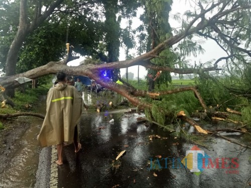 Evakuasi pohon tumbang yang disebabkan hujan deras disertai angin kencang, yang menutup akses lalu lintas Malang-Blitar di Desa Ngebruk, Kecamatan Sumberpucung, Kabupaten Malang. (Foto : Humas Polres Malang for MalangTimes)