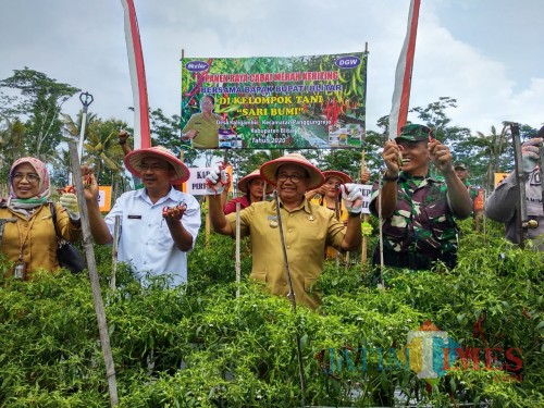 Bupati Blitar Rijanto memimpin panen raya cabe di Desa Kaligambir.(Foto : Malik Naharul/BlitarTIMES)