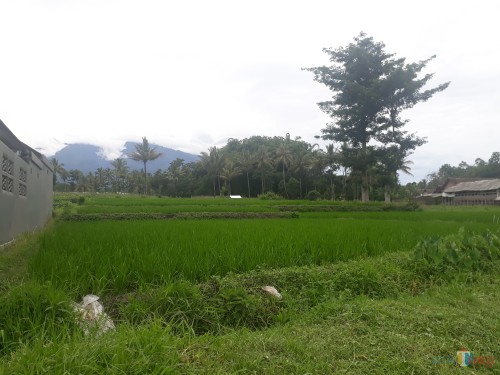 Lahan Pertanian di Desa Karangnongko, Kecamatan Poncokusumo, Kabupaten Malang (Foto: Tubagus Achmad / MalangTimes)