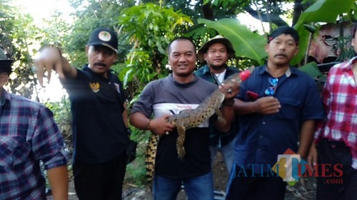 Tim gabungan menangkap buaya muara di bantaran Sungai Brantas. (eko Arif s /JatimTimes)